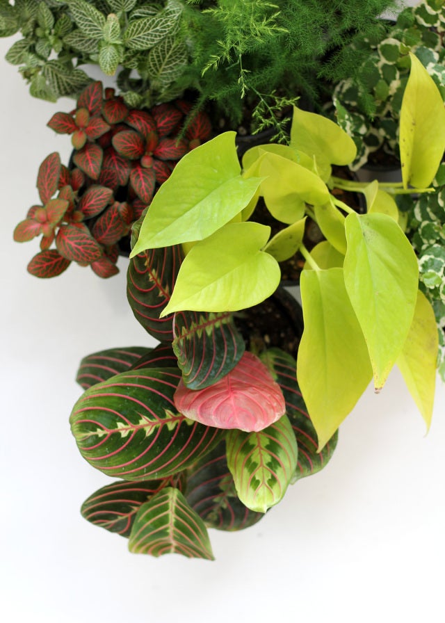 indoor plants Winnipeg Verde Plant Design