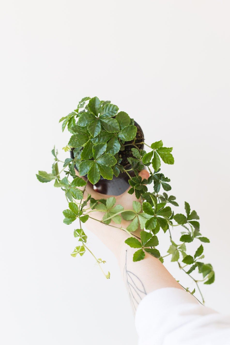 Sugarvine Verde Plant Design